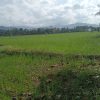Puluhan Hektare Sawah di Bua Ponrang Kekurangan Air, Petani Usulkan Sumur Bor