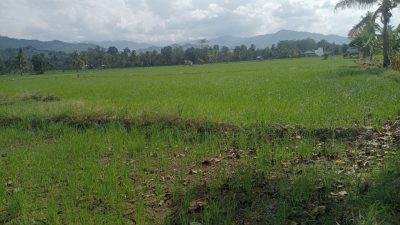 Puluhan Hektare Sawah di Bua Ponrang Kekurangan Air, Petani Usulkan Sumur Bor