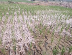 Padi Mengering, Tanah Retak, Petani Bajo Pertanyakan Peran Dinas Pertanian