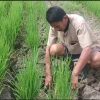 Target IP 300 Luwu Terancam, Krisis Air Ancam 135 Hektare Sawah di Noling Gagal Panen