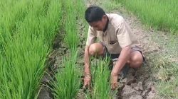 Target IP 300 Luwu Terancam, Krisis Air Ancam 135 Hektare Sawah di Noling Gagal Panen
