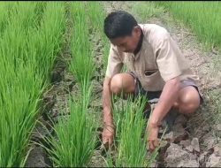 Target IP 300 Luwu Terancam, Krisis Air Ancam 135 Hektare Sawah di Noling Gagal Panen