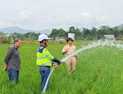 70 Hektare Sawah Terdampak Kekeringan, PT MDA Turun Tangan Bantu Petani Luwu