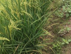 Air Mulai Susah, Petani di Belopa Khawatir Gagal Panen Akibat Kemarau
