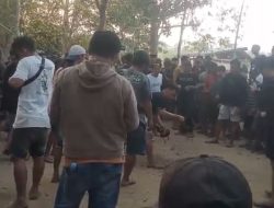 Dugaan Judi Sabung Ayam Disebut Rutin Berlangsung di Padang Lambe, Warga Minta Polisi Bertindak