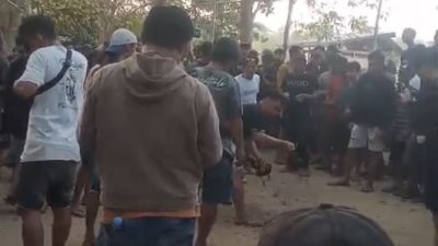 Dugaan Judi Sabung Ayam Disebut Rutin Berlangsung di Padang Lambe, Warga Minta Polisi Bertindak